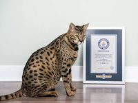 Cea mai înaltă pisică domestică din toate timpurile Cea mai înaltă pisică domestică din toate timpurile