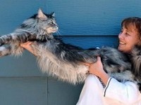 Cea mai lunga pisica domestica