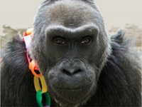Cea mai in varsta gorila in viata