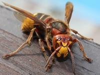Cel mai mare Hornet (Viespea mandarina)