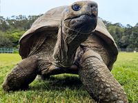 Cel mai bătrân animal terestru din lume