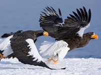 Cea mai mare specie de vultur peste 
