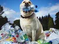 Cele mai multe sticle reciclate de un caine
